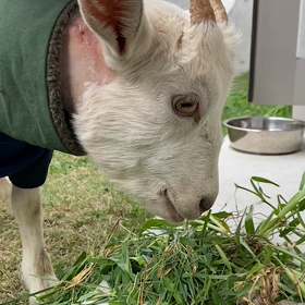緊急搬送された山羊さんのその後の画像