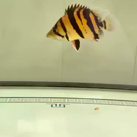 リーズナブルなシャムタイガーもたくさん！の画像