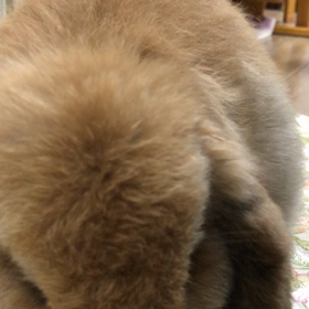 にんじんの画像