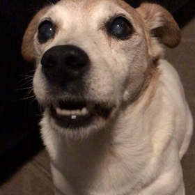 エディの歌/分離不安の画像