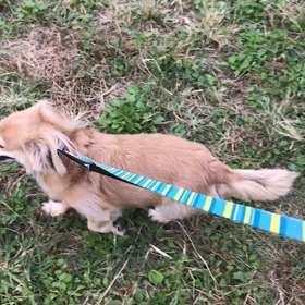 ♪お散歩動画♪代々木公園♪の画像