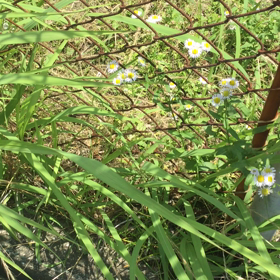 僕は生命の美を表現するvtuberでありたい(^^)の画像