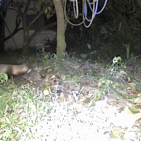 すぎぴたんの事件簿シーズン3　36話（タヌキの嫌いなもの）の画像