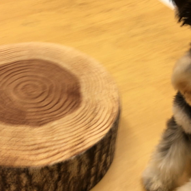 今日は新しい事に挑戦。の画像