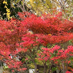 YouTube yamaぶらり！チャンネル紅葉の英彦山（前編）の画像