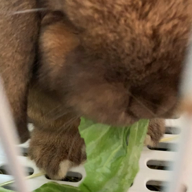 ウサギの好みの画像