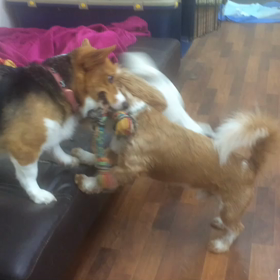 リリーちゃん&チョッパーくんの画像