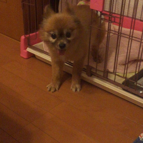 キララ♡お留守番が終わっての画像