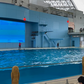 イルカショーの画像