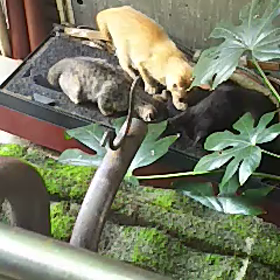 子猫達(=^ェ^=)ﾆｬﾝの画像