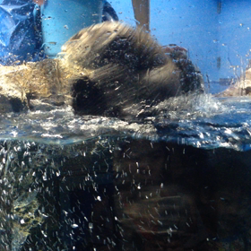 ラッコ動画2の画像