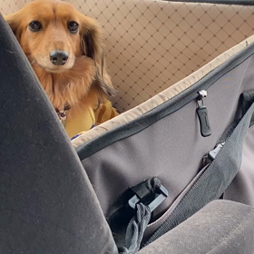 ケンタ匂いにやられた向葵の画像