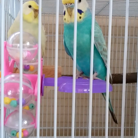 同居四日目の画像