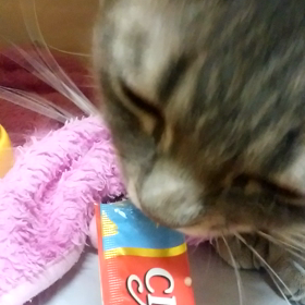 レオ君　ちゅ～るの画像