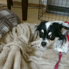 人が怖いチワワ　たらこちゃん　もうすぐ3歳の画像