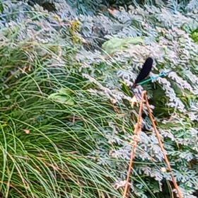 真夏の夜・海鮮鍋＼(◎o◎)／！の画像