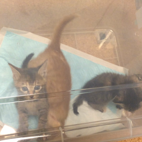 旭・夢・望  はじめましての画像