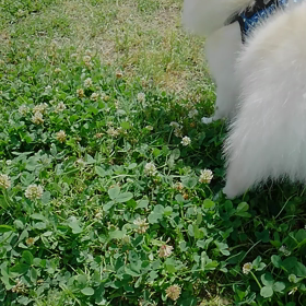 散歩にきたよの画像