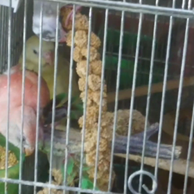 みんなでご飯～の画像