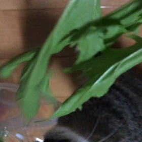 ベジタブルの画像