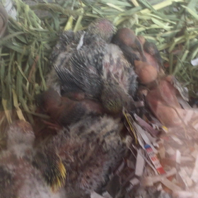 羽衣セキセイと文鳥の画像