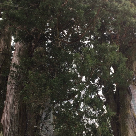 雪❄️。の画像