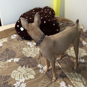 ごはん！の画像