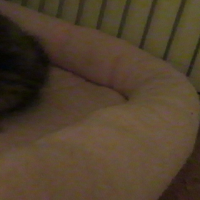 3月18日産まれのミヌエットにゃんの画像