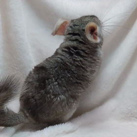 ご家族様募集中のチンチラちゃん！！！の画像