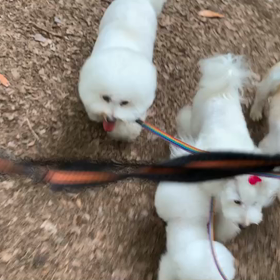 5月30日10わんこと2時間遠足　　代々木公園の画像