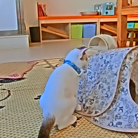 猫カフェムービー72〜74 バロンの画像