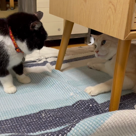 だいちゃん♂vsクロちゃん♀の画像