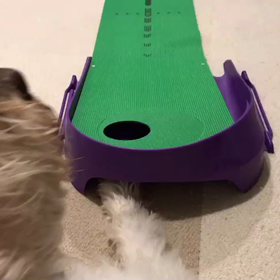 パター練習の画像