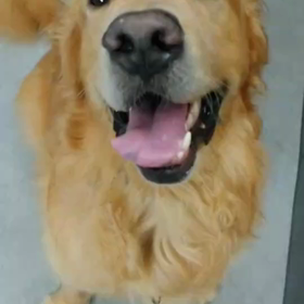 この笑顔を見たら暑さも忘れの画像