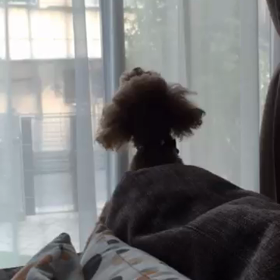 【夕方の遠吠え】の画像