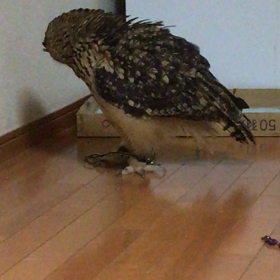 気になる…の画像