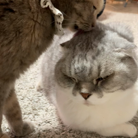 2月スケジュール。の画像