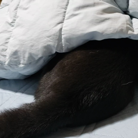 おやすみなさい(。-ω-)zzzの画像