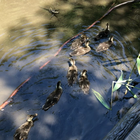 カルガモちゃん〜その後〜の画像