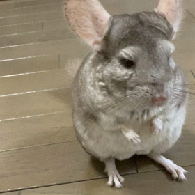 てやんでい！の画像