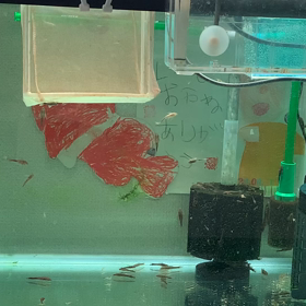 オトシンネグロ繁殖 さらに産卵編 ビカクシダ成長記とオトシンネグロ繁殖への道