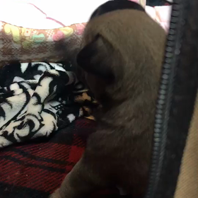 子パグの成長(◍•㉦•◍)๑ﾜﾝ! ④の画像