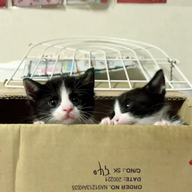 箱から…ずり落ちた…❤️ねこのしっぽの画像