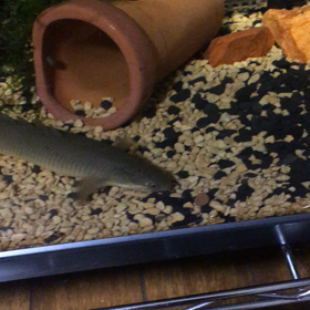 可愛いですよの画像