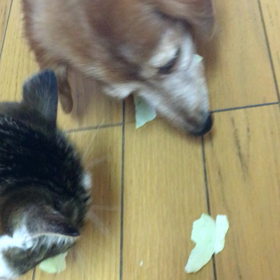 散歩、起きて来た娘、チップとデールキャベツつまむの画像