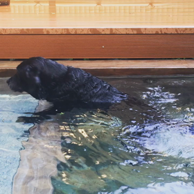 愛娘犬FAB♡温泉にて♡の画像