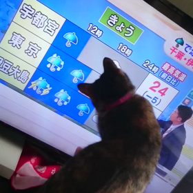 平井さんと猫の画像