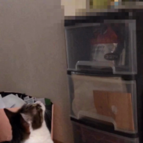 予約なしで、大きな病院は辛い…もーやだーやだーやだー！今日も可愛いデールの虫追い。の画像