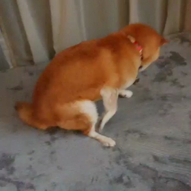 桃ちゃんの日課の画像