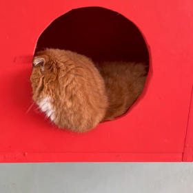 大牙くんのイビキの画像